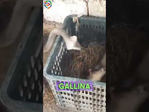 ¡¡LA SERPIENTE CONTRA LA MADRE GALLINITA!!🥺🥹😨