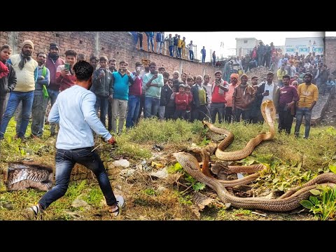 आज अगर नही दौड़ता तो क्या होता😳सैकड़ों के भीड़ में इतने सारे बेकाबू और जहरीले साप😲फिर आगे जो हुआ😱