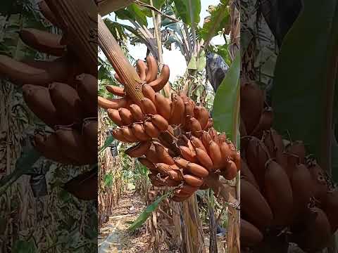 Beautiful Nature with Rural Life (P93) - Ruby banana so beautiful, that's so great