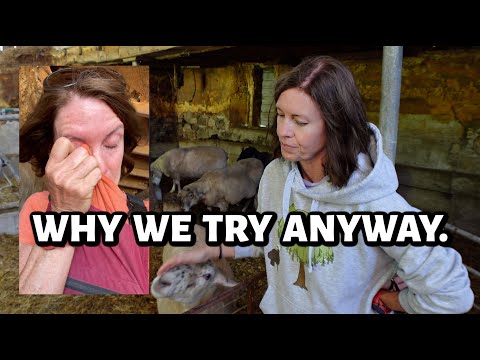 How we make that hard decision...  still trying to save Billy's Mom, CIDR'ing ewes & a BIG setback