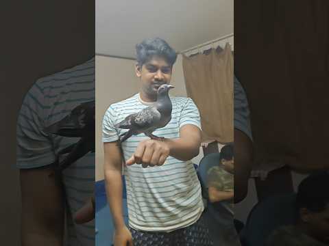 నాతో ఆడుకోండి Friends! Our New Ship Crew Member! నాన్న పావురం చూపెట్టు! She loves to see!Fly High !