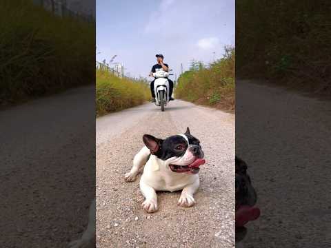 Dangerous my Dog 😱🙏😭 #pets #trendingshorts #dog #dogvideo
