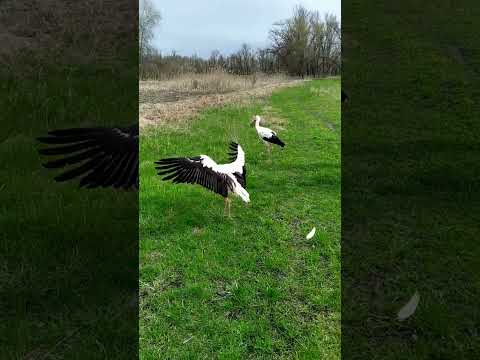 Аисты возвращение в природу....
