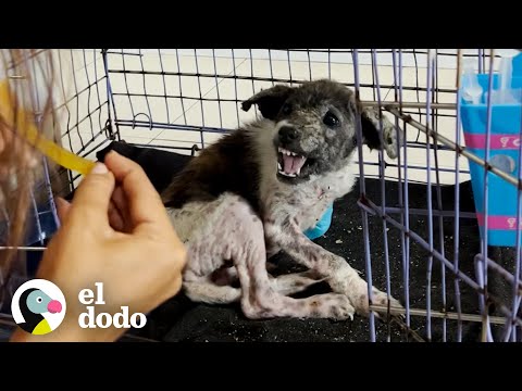 Cachorro más gruñón se convierte en un amor total | El Dodo