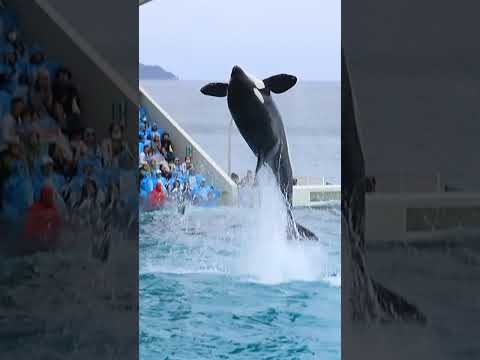 ラン余裕のルーピングキック!! #Shorts #鴨川シーワールド #シャチ #kamogawaseaworld #orca #killerwhale