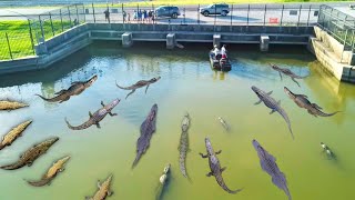 We FOUND a Spillway INFESTED with HUNGRY ALLIGATORS....
