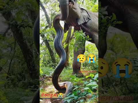 ये क्या हुआ गजराज के साथ में अजगर सूंड के अंदर चला गया 😭 गनेश जी किर्पा  #youtube #sorts  animals 😱