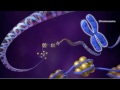 Cell Cycle and DNA Structure