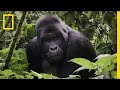 Exploring the Complexities of Congo