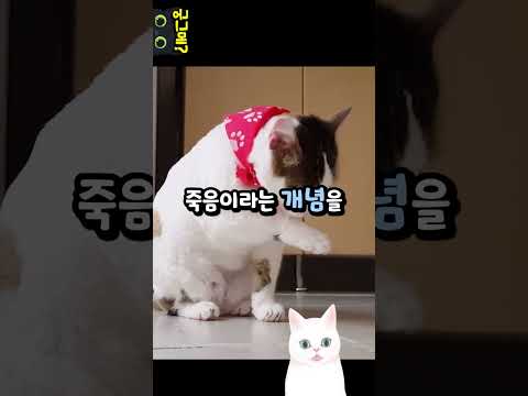 고양이가 죽을 때 숨는 이유