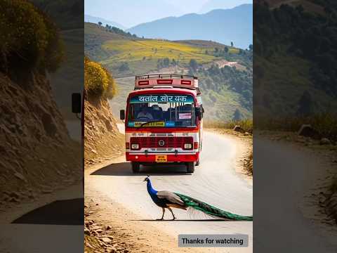 The Peacock’s Divine Instinct: A Life-Saving Moment #peacock #Shorts