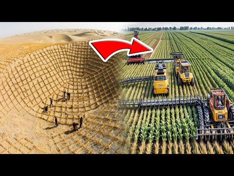 China’s Desert Innovation Stuns the World with Unseen Greening Tactics