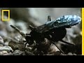 Wasp and Spider Interactions