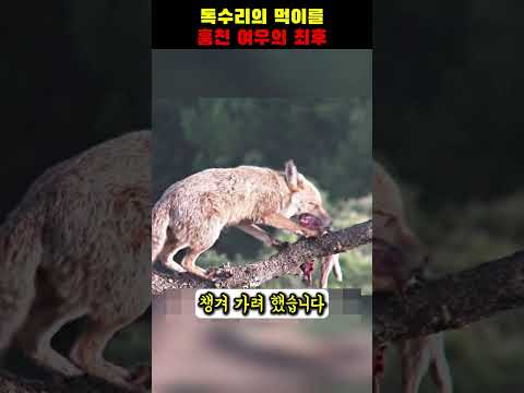 독수리의 먹이를 훔친 여우의 최후