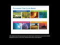 Biogeochemical Cycles and Ecosystem Dynamics