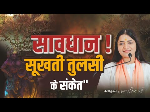 सुखती तुलसी के संकेत || तुलसी का महत्व || Pujya Krishnapriya ji