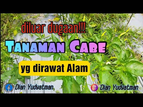 Beginilah Hasilnya Kebun Cabe yg 100% dirawat oleh Alam