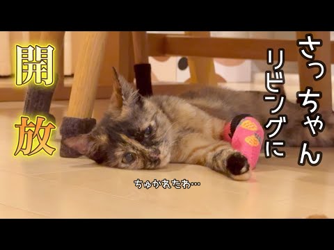 さっちゃんをリビングで自由に遊ばしてみたら…。こんな事になりました！笑