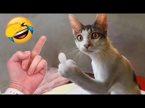 Funniest Cats and Dogs 🐶🐱 | Funny Animal Videos 2023