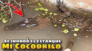 Se Inundó mi cocodrilo!! Nueva tarántula y otros animalitos