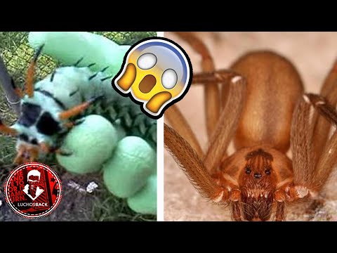 TOP 5 ANIMALES VENENOSOS QUE VIVEN EN TU CASA Y TU NO LO SABES