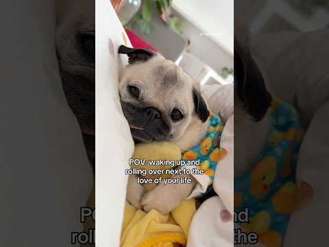 The best face to wake up to 🥰❤️ #pug #dog