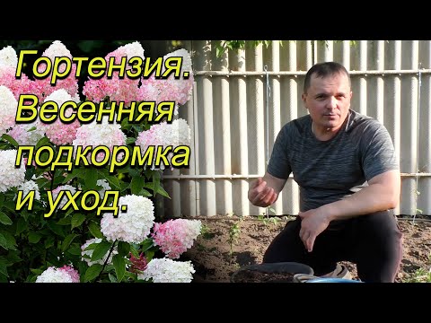 Цветы на гортензии будут яркие и крупные. Весенняя подкормка и уход.