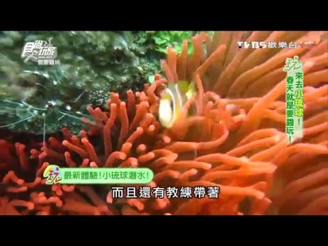 【小琉球】小綠龜潛水 全台灣獨一無二 珊瑚礁島 食尚玩家 20160225