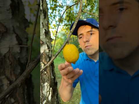 ✅ Survival skills: made a mosquito repellent for survival 🌳🦟 #camping #bushcraft #survival