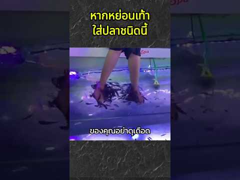 หากหย่อนเท้าใส่ปลาชนิดนี้