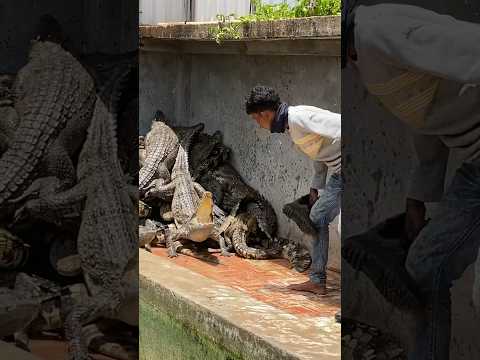 ចុម😂/In order to stop the other crocodiles from murdering one another, he is saving the crocodile.