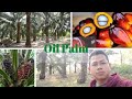 Oil Palm Cultivation and Impact