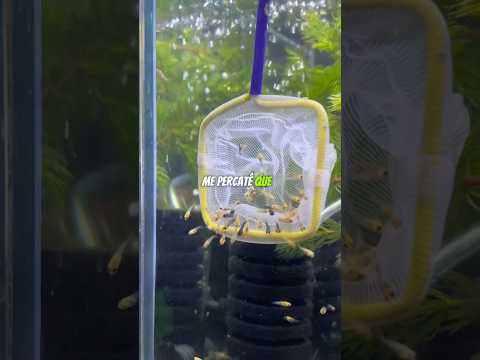 Pez Molly Balón ¡Parió en la bolsa!😳🐡 #bettafishtanks #peces #aquariumtanks #pez #bettafish #snail