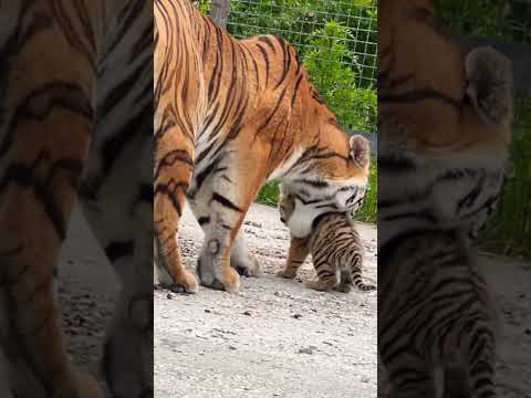 Амурская тигрица прячет своего малыша. Тайган #animal #taigan #animals