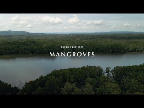 YouTube video thumbnail: Mangroves of Brunei