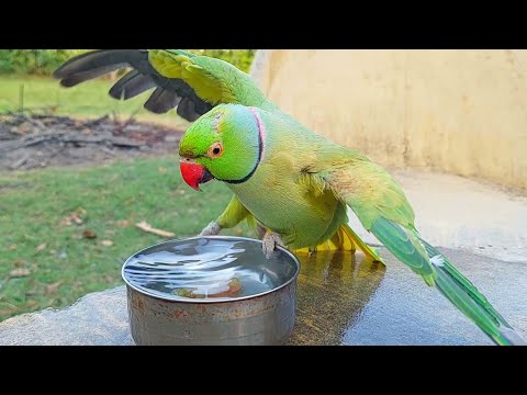 Funny Looking Talking Parrot Taking Bath