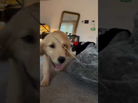 Vittoria Ferragni gioca con Silvio il nuovo cane di Fedez #goldenretriever #vittoria #fedez