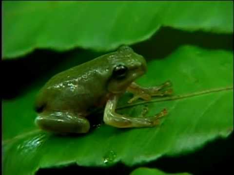 橙腹樹蛙的一生 - YouTube(19分46秒)