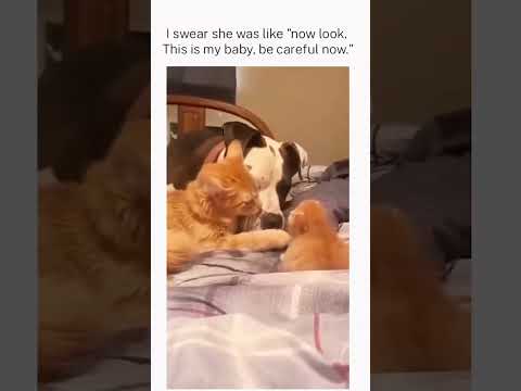 🤣She told Bro to Chill 😅😭#funny #viral #catvideos