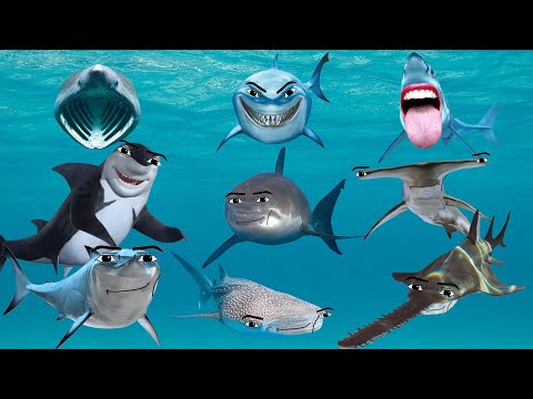 All Shark Gegagedigedagedago Compilation