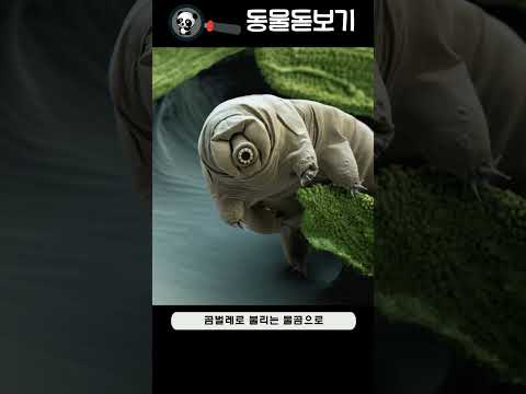 완보동물 - 물곰 (곰벌레 - Water bears)