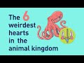 Animal Heart Functions and Features