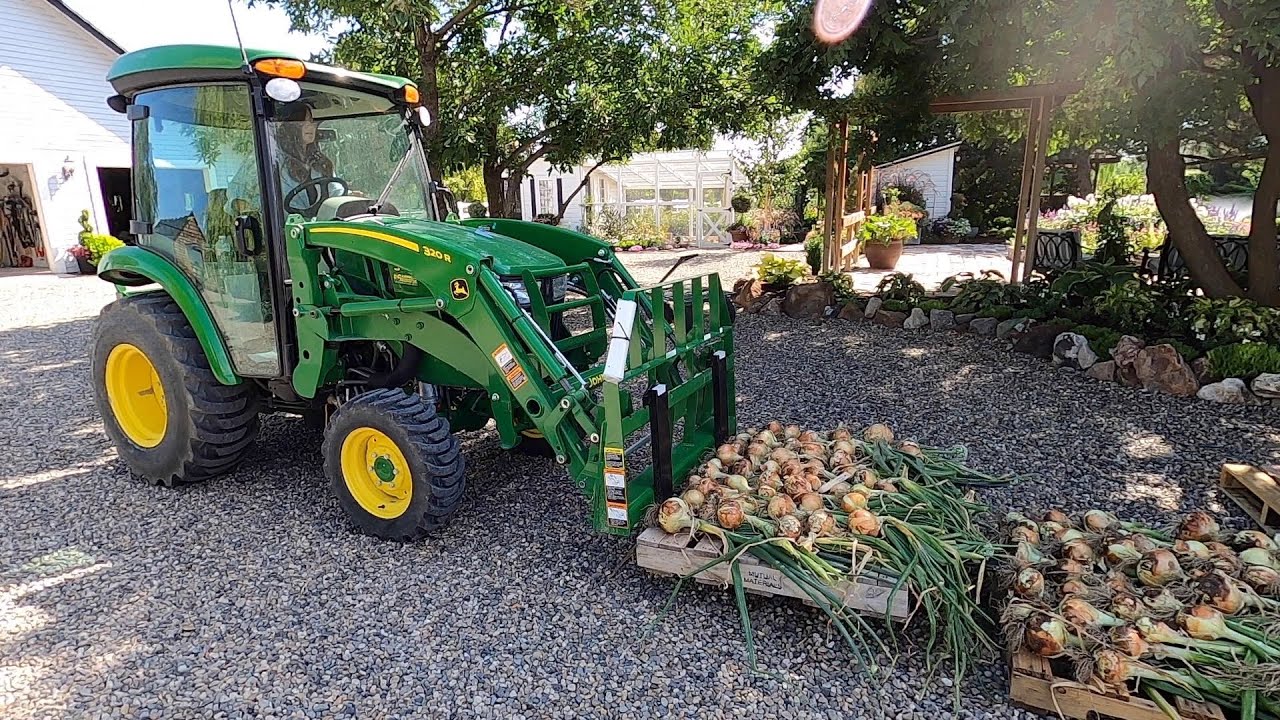 HUGE Harvest of Onions, Potatoes & Strawberries!