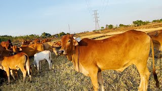 Sapi merumput di padang, sapi melenguh, suara sapi, terdengar suara sapi melenguh