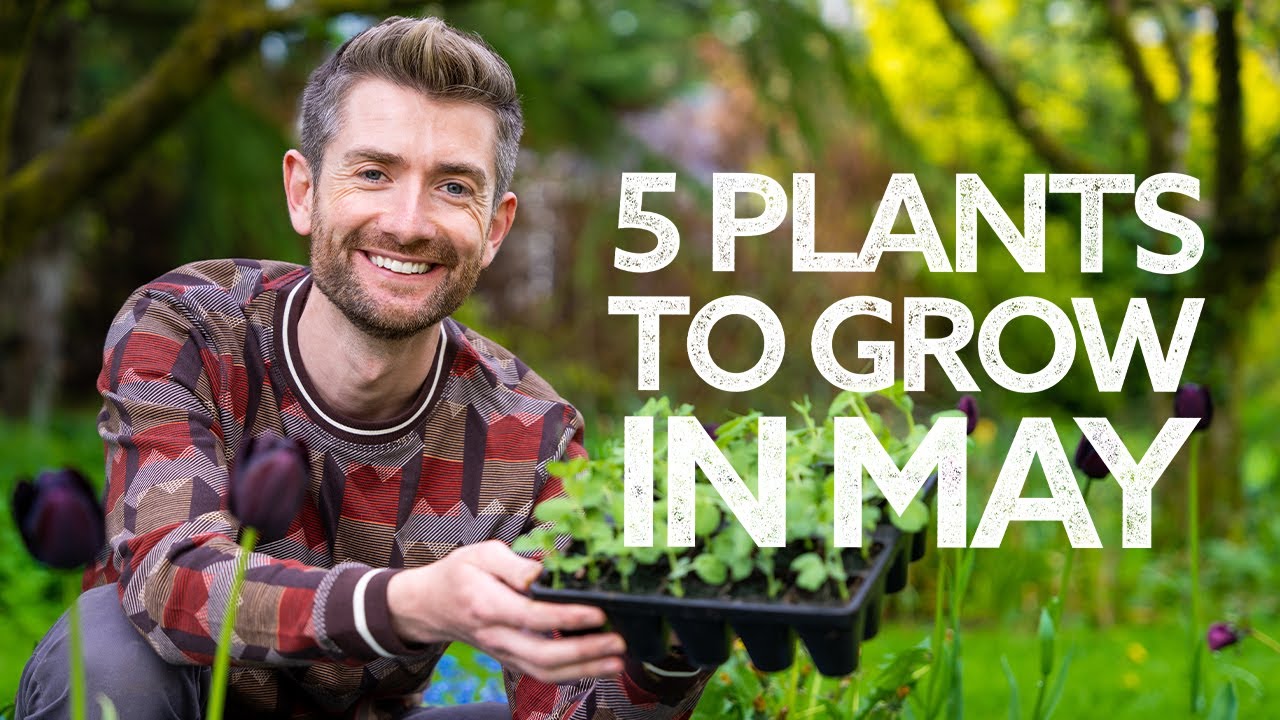 What to grow NOW in May!