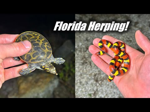 Night Shining For Snakes in Florida! - So Many Snakes!