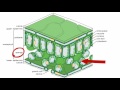 Understanding Plant Leaves and Photosynthesis