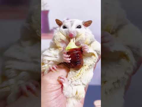 Once You Eat The Silkworm Chrysalis, You Will Feel Anxious.
