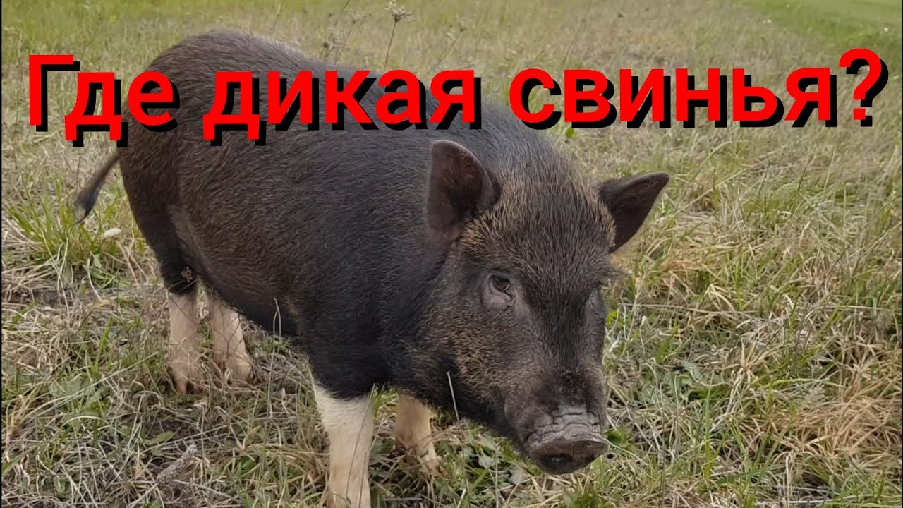 Восстановили историю дикой свиньи, но её уже нет на хуторе. Состояние кошки и котенка после операции