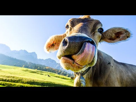 ALAM MO BANG NAPAKAHALAGA NG BAKAHAN PARA SA EKONOMIYA? (Cattle farming Philippines)